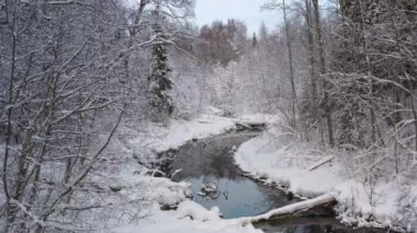 Uçan bir dronun hava görüntüsü ve soğuk bir kış gününde güzel bir karlı ormanı ortaya çıkarıyor. 4K çözünürlük. Kış manzarası