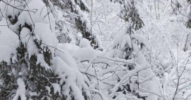 森林里飘落着美丽而宁静的4K段雪片 冬日里 在树林里平静地度过了多雪的一天 慢速射门 — 图库视频影像