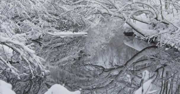 小さな川と美しい冬の日にふわふわの雪に覆われた木々を明らかに撮影アウトズーム 4K解像度のビデオ 冬景色 — ストック動画