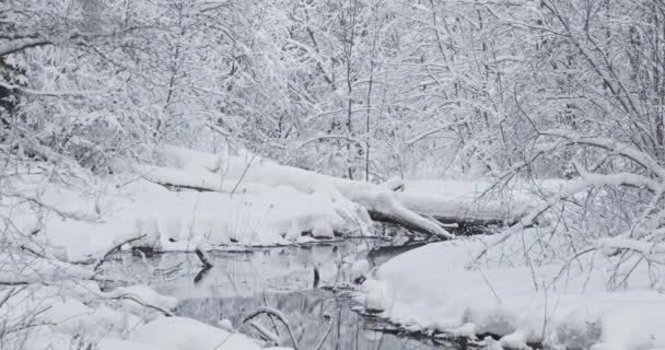 Χειμερινό Τοπίο Ενός Μικρού Κολπίσκου Και Των Δέντρων Καλύπτεται Αφράτο — Αρχείο Βίντεο