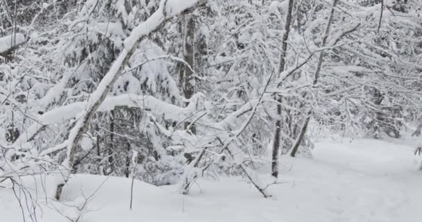 Όμορφα Γαλήνια Πλάνα Από Χιόνι Που Πέφτει Στο Δάσος Χειμώνα — Αρχείο Βίντεο