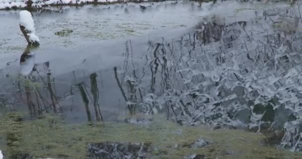 Belo Lago Primavera Azulado Floresta Inverno Nevado Dia Frio Inverno — Vídeo de Stock