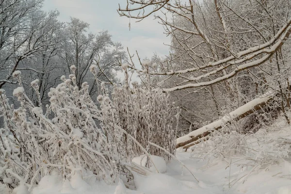 Schöne Gefrorene Trockene Pflanzen Und Schneebedeckte Bäume Der Nähe Des — Stockfoto