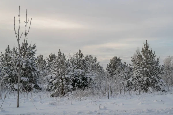 Красивые Замерзшие Деревья Кусты Покрытые Снегом Облачном Фоне Неба Ранним — стоковое фото