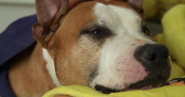Amerikan Staffordshire Teriyeri Köpek Suratının Yakın Çekimi Kadının Eli Köpeğin — Stok video