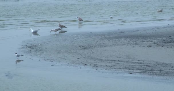 Vista Costa Natural Durante Puesta Del Sol Vida Silvestre Aves — Vídeo de stock