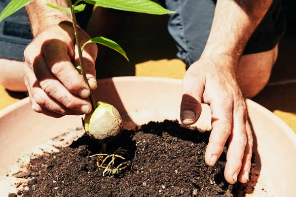 Uomo Mani Piantare Semi Avocado Vaso Fiori Con Terreno Coltivare — Foto Stock