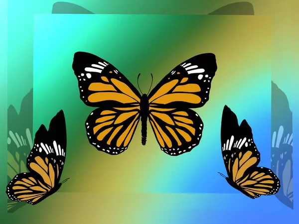 Monarch Butterfly Colorful Background Composition Copy Space — Stock Photo, Image