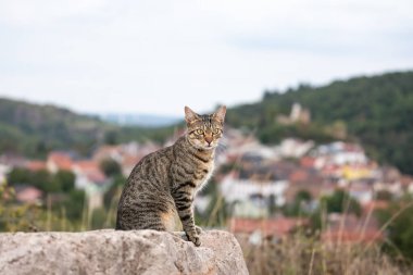 Tepe çevresi arasında bir kasabanın önündeki bir kayanın üzerinde oturan başıboş bir tekir kedi.