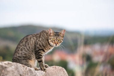 Tepe çevresi arasında bir kasabanın önündeki bir kayanın üzerinde oturan başıboş bir tekir kedi.