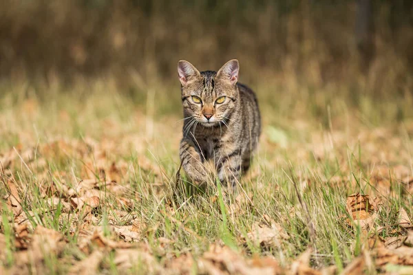 Jeden Volný Roaming Tabby Cat Crossing Wild Louka — Stock fotografie