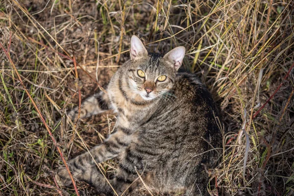 一只自由漫游的塔比猫从草木般的自然环境中抬头看着摄像机 — 图库照片