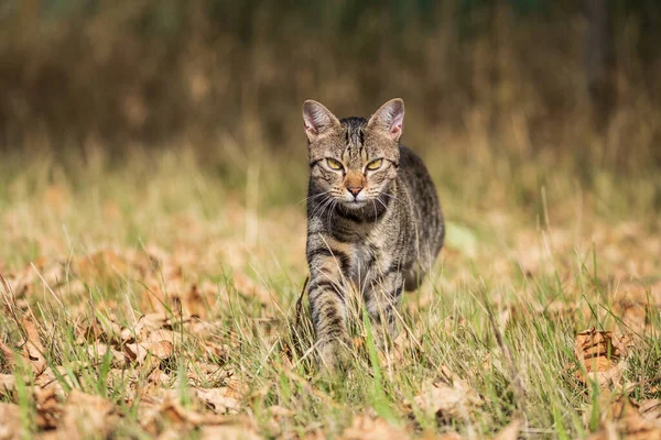 Ένα Δωρεάν Περιαγωγή Tabby Γάτα Διασχίζει Ένα Άγριο Λιβάδι — Φωτογραφία Αρχείου
