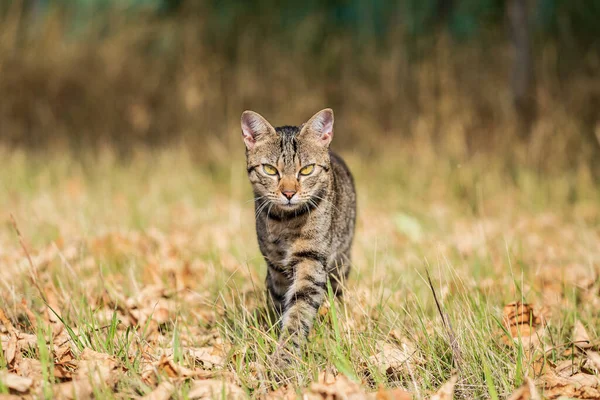 Jeden Volný Roaming Tabby Cat Crossing Wild Louka — Stock fotografie