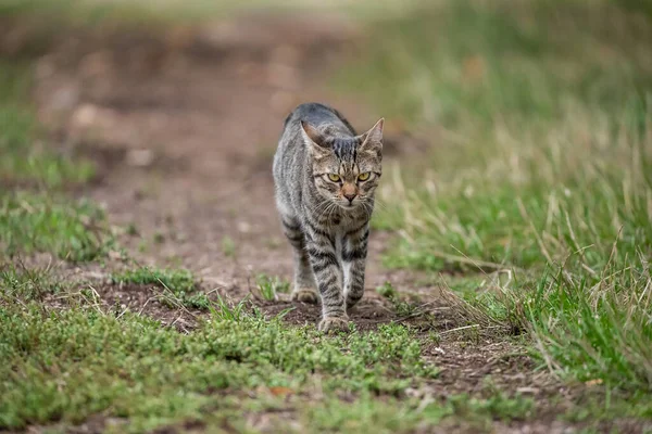 Gatto Tabby Roaming Gratuito Attraversa Prato Selvaggio — Foto Stock