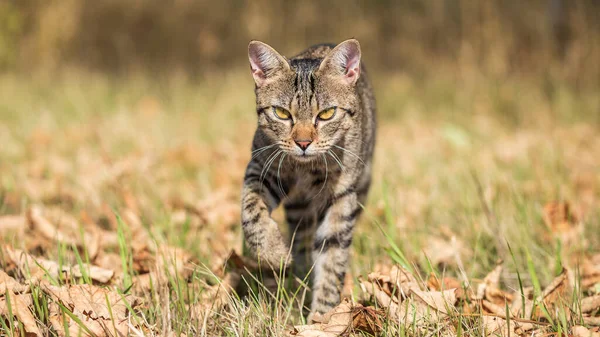 一只自由漫游的塔比猫穿过一片野地 — 图库照片