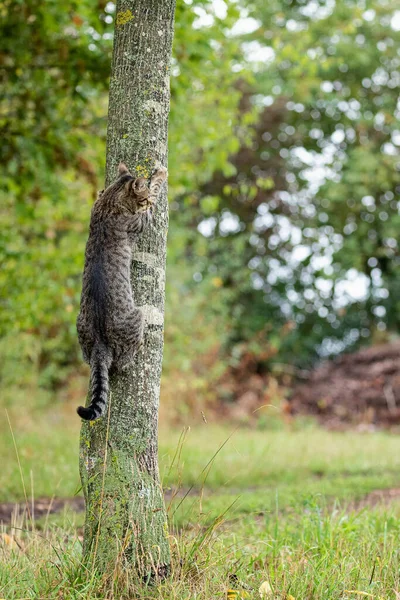 Gato Vagabundo Libre Sujetando Tronco Árbol Entorno Natural —  Fotos de Stock