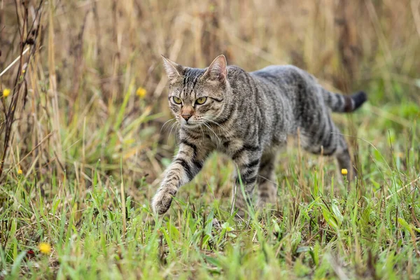 초원을 가로지르는 자유롭게 돌아다니는 고양이 — 스톡 사진