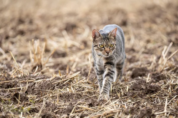 가을에는 농경지에서 자유롭게 돌아다니는 고양이가 자유롭게 돌아다니는 — 스톡 사진