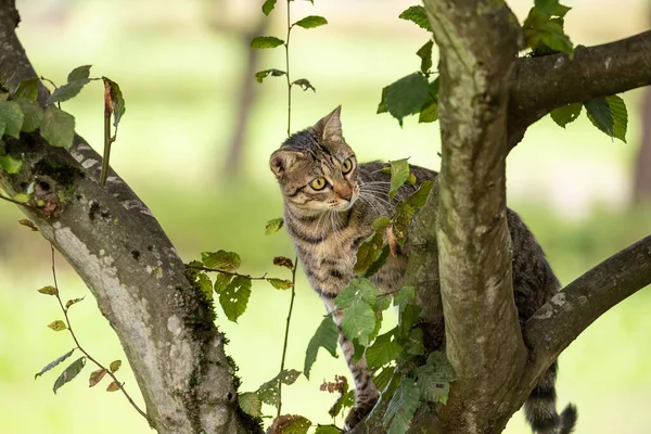 Gatito Gato Tabby Entorno Natural Jugando Árbol —  Fotos de Stock
