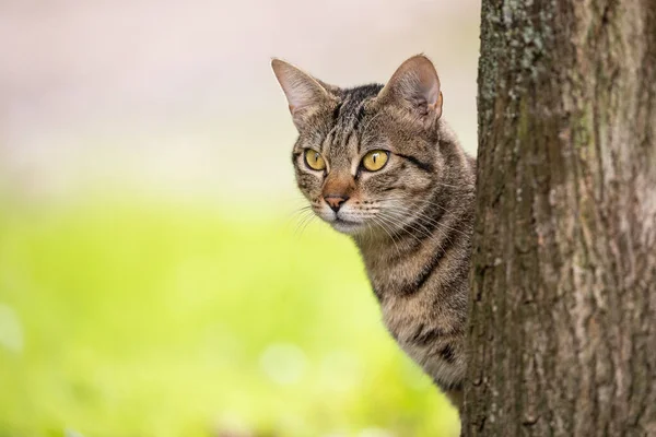 Primer Plano Gato Gato Curiosamente Mirando Entorno Natural Escondido Detrás — Foto de Stock