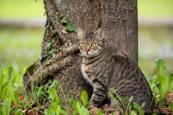 Zblízka Koťátko Přírodním Prostředí Které Sedí Před Kmenem Stromu — Stock fotografie