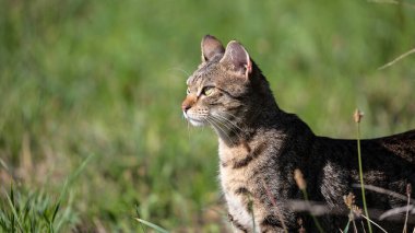 Çayırdaki bir kedi yavrusunun yakın çekimi