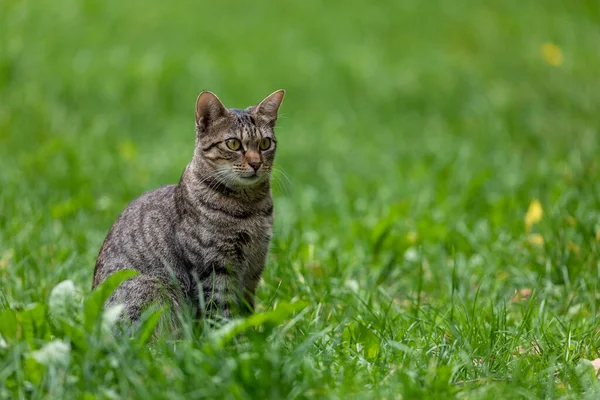 Retrato Disparo Gatito Tabby Sentado Wachtfully Tira Hierba —  Fotos de Stock