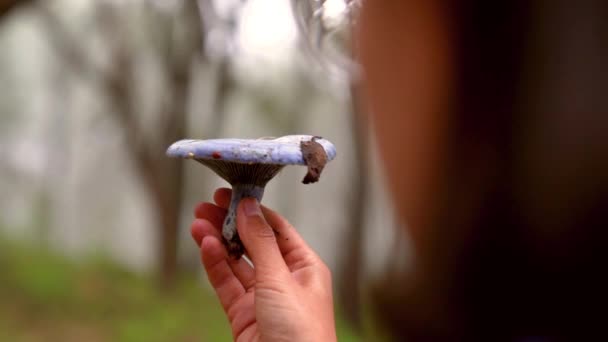 수없는 파란색 모자를 리우스 인디고 버섯을 — 비디오