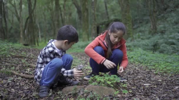 夏の森の中で土地に不法占拠しながら緑の植物の葉を兄に対して瓶に入れ民族の女の子 — ストック動画
