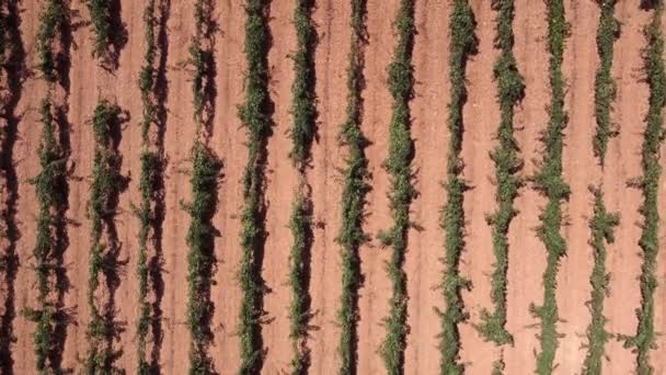 Von Oben Drohnenblick Auf Gleichmäßige Reihen Grüner Weinberge Die Sonnigen — Stockvideo