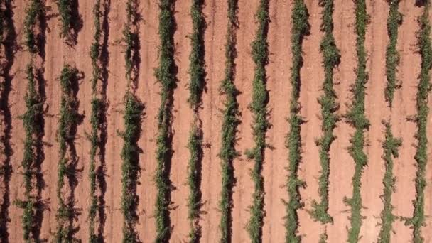 Desde Arriba Vista Drones Incluso Filas Viñedos Verdes Que Crecen — Vídeo de stock