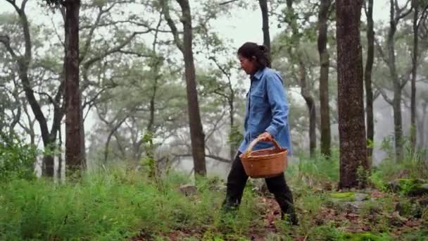 Жінка Гуляє Деревах Збирає Гриби Плетеному Кошику Туманному Лісі — стокове відео