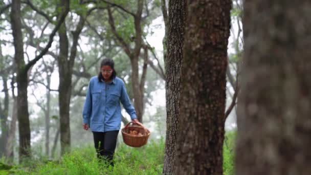 Mujer Caminando Través Los Árboles Recogiendo Setas Canasta Mimbre Bosque — Vídeos de Stock