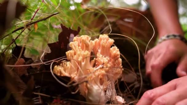 Gehakte Onherkenbare Vrouwelijke Mycoloog Plukkend Ramaria Eetbare Paddestoel Uit Grond — Stockvideo