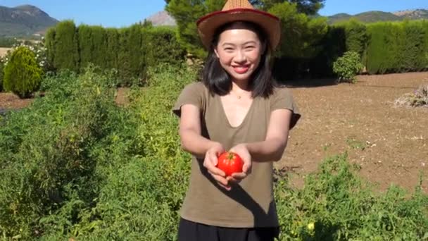 在一个阳光充足的日子里 乡村的女农民在花园里采摘成熟的西红柿 — 图库视频影像