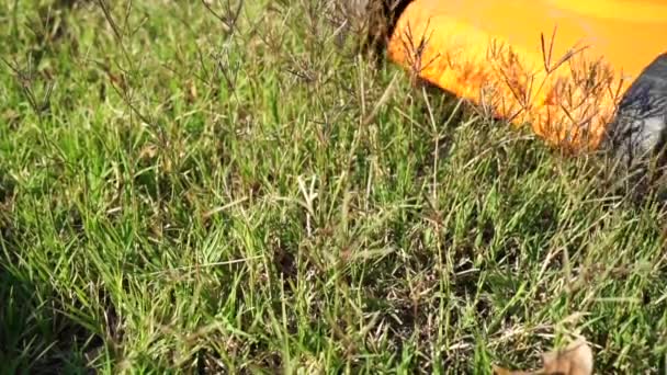Modern Yellow Lawn Mower Driving Cutting Green Grass Sunny Summer — Stockvideo