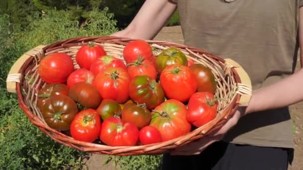Encantada Agricultora Étnica Com Cesta Cheia Tomates Frescos Campo Agrícola — Vídeo de Stock