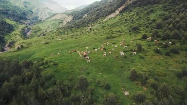 Verbazingwekkende Lucht Landschap Van Kudde Koeien Weiden Groene Heuvel Pyreneeën — Stockvideo