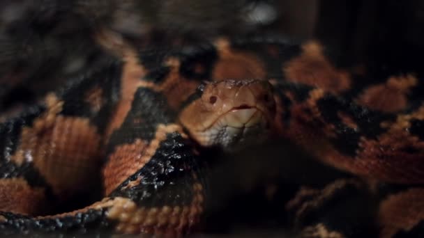 Gefährliche Schlange Südamerikanischer Buschmeister Giftiger Grubenviper Mit Langer Zunge — Stockvideo