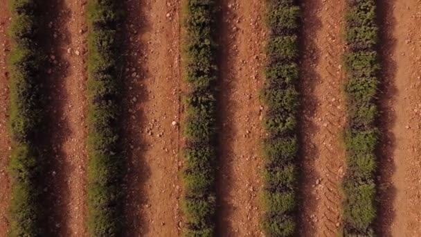 Vue Dessus Drone Rangées Paires Vignes Vertes Poussant Sur Plantation — Video