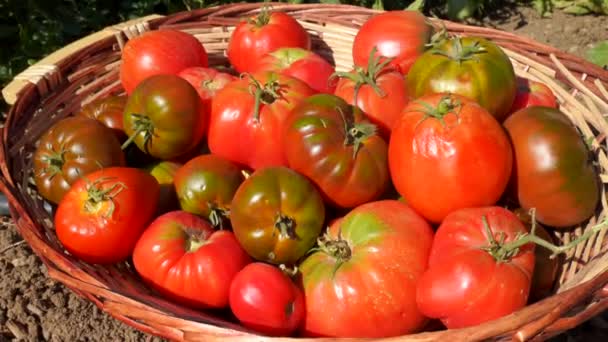 Incline Vista Para Cima Cesta Vime Cheia Tomates Frescos Colocados — Vídeo de Stock