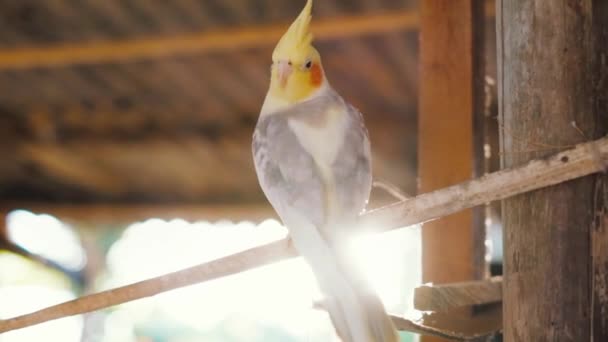 太陽の光の下で木製の屋根の下の木の枝に座って黄色の隆起と赤い斑点のあるカクテルのオウムの下から — ストック動画