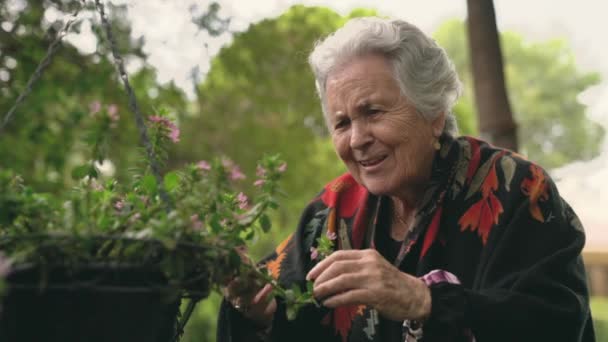 站在绽放着粉色花朵的花丛旁 一边微笑着的老年女性一边触摸着鲜花 一边闻着鲜花的芬芳 — 图库视频影像