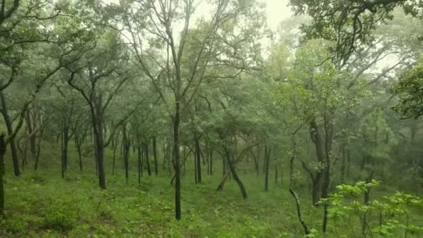 Drone Visning Går Gennem Træer Vokser Skoven Dækket Med Tyk – Stock-video