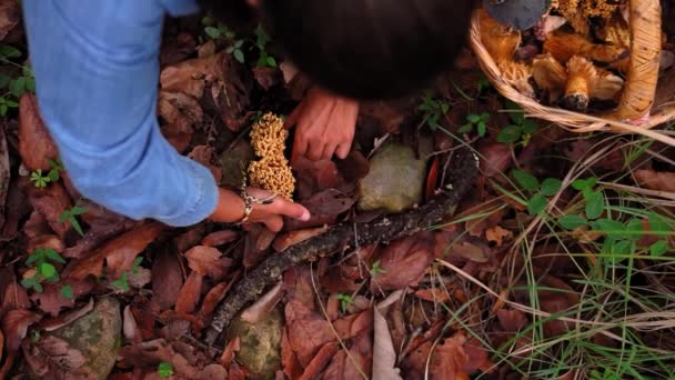 女性肿瘤学家从盖着干叶的地上采摘拉玛利亚食用菌的俯视图 放在柳条筐里 — 图库视频影像