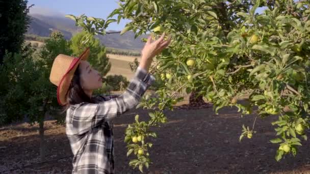 夏收季节女农民在树上采摘新鲜苹果的侧视图 — 图库视频影像