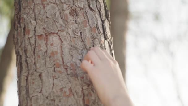 Crop Unrecognizable Person Showing Finger Walk Gesture Tree Trunk Nature — Stock Video