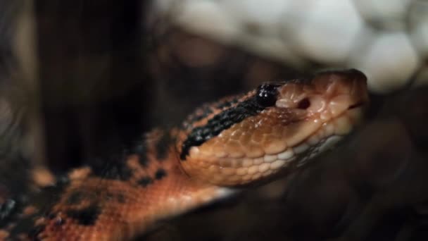 Veszélyes Kígyó Dél Amerikai Bozótos Mestere Mérges Gödör Vipera Faj — Stock videók