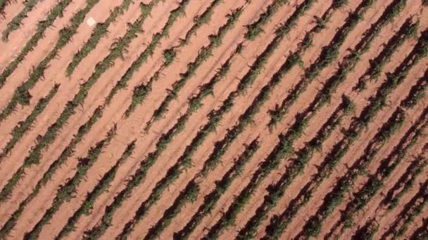 Van Boven Drone Uitzicht Zelfs Rijen Groene Wijngaard Groeien Plantage — Stockvideo